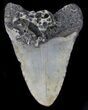 Bargain Megalodon Tooth - North Carolina #37341-2